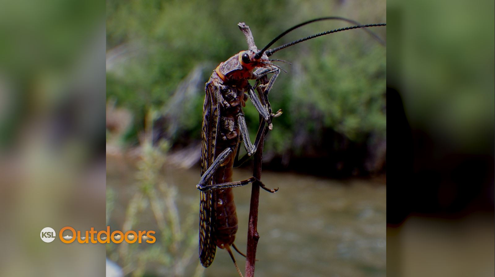 Fish Tech Tip: Salmon Fly Hatch and How to Fish Them
