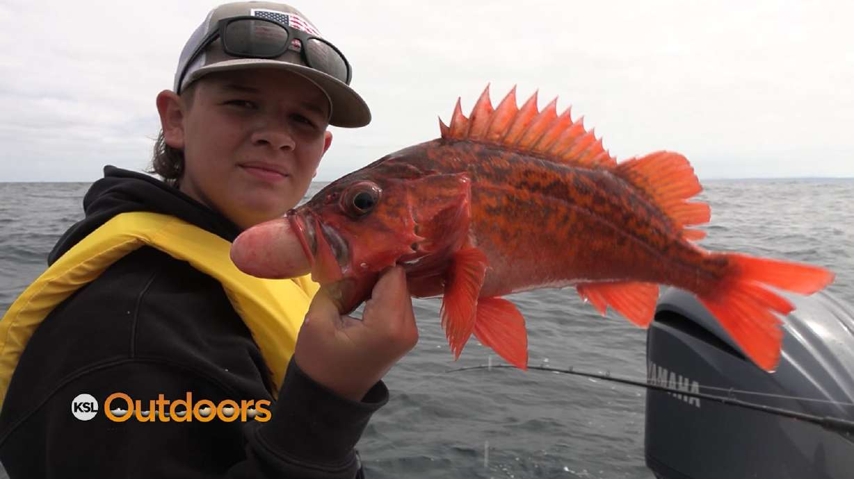 Catching Rockfish off the San Diego Coast