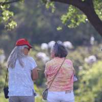 Bird brain: New study finds birdwatching may boost brain health, slow cognitive aging