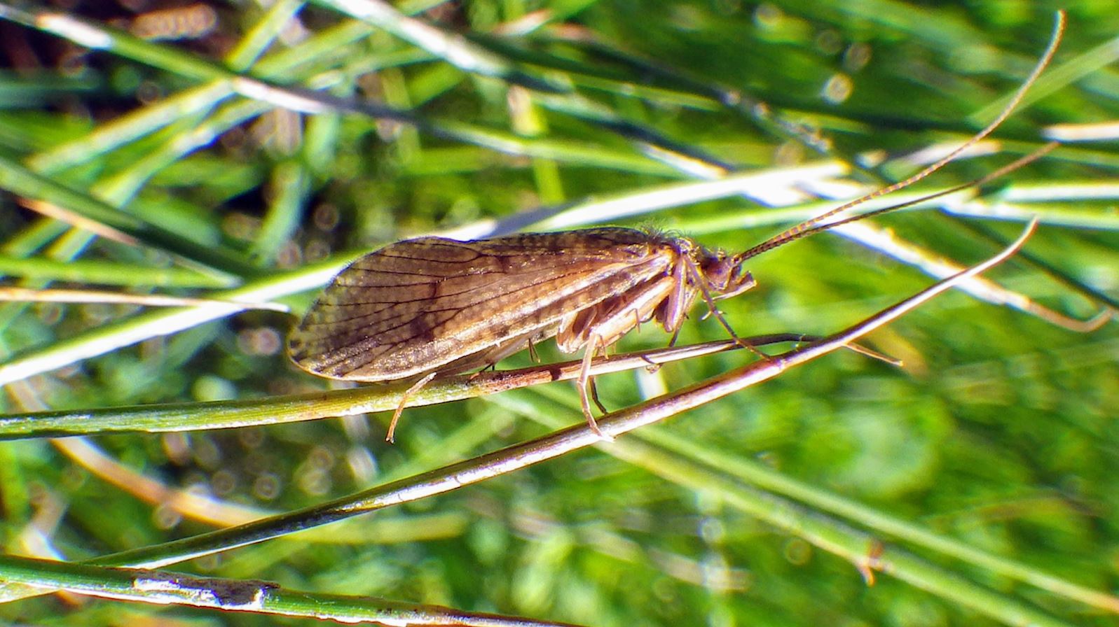 Fish Tech Tip: Fly Fishing Adult Caddis Patterns