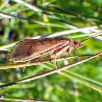 Fish Tech Tip: Fly Fishing Adult Caddis Patterns