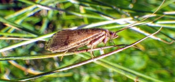 Fish Tech Tip: Fly Fishing Adult Caddis Patterns