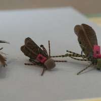 Hopper Patterns for Late Summer Fly Fishing