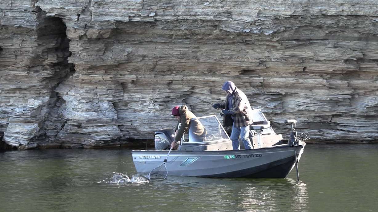 How to Solve the Small Lake Trout Problem at Flaming Gorge