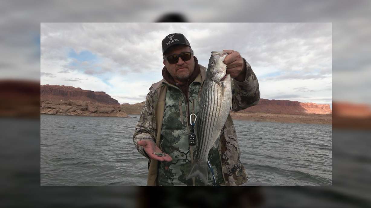 The Winter Striped Bass Bite is Hot at Lake Powell