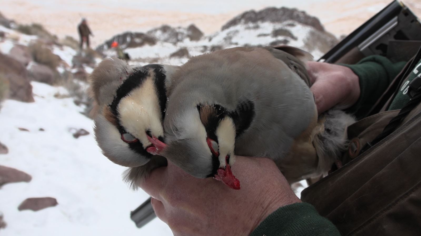 Chukars vs Upland Game Hunters in Utah's West Desert Mountains