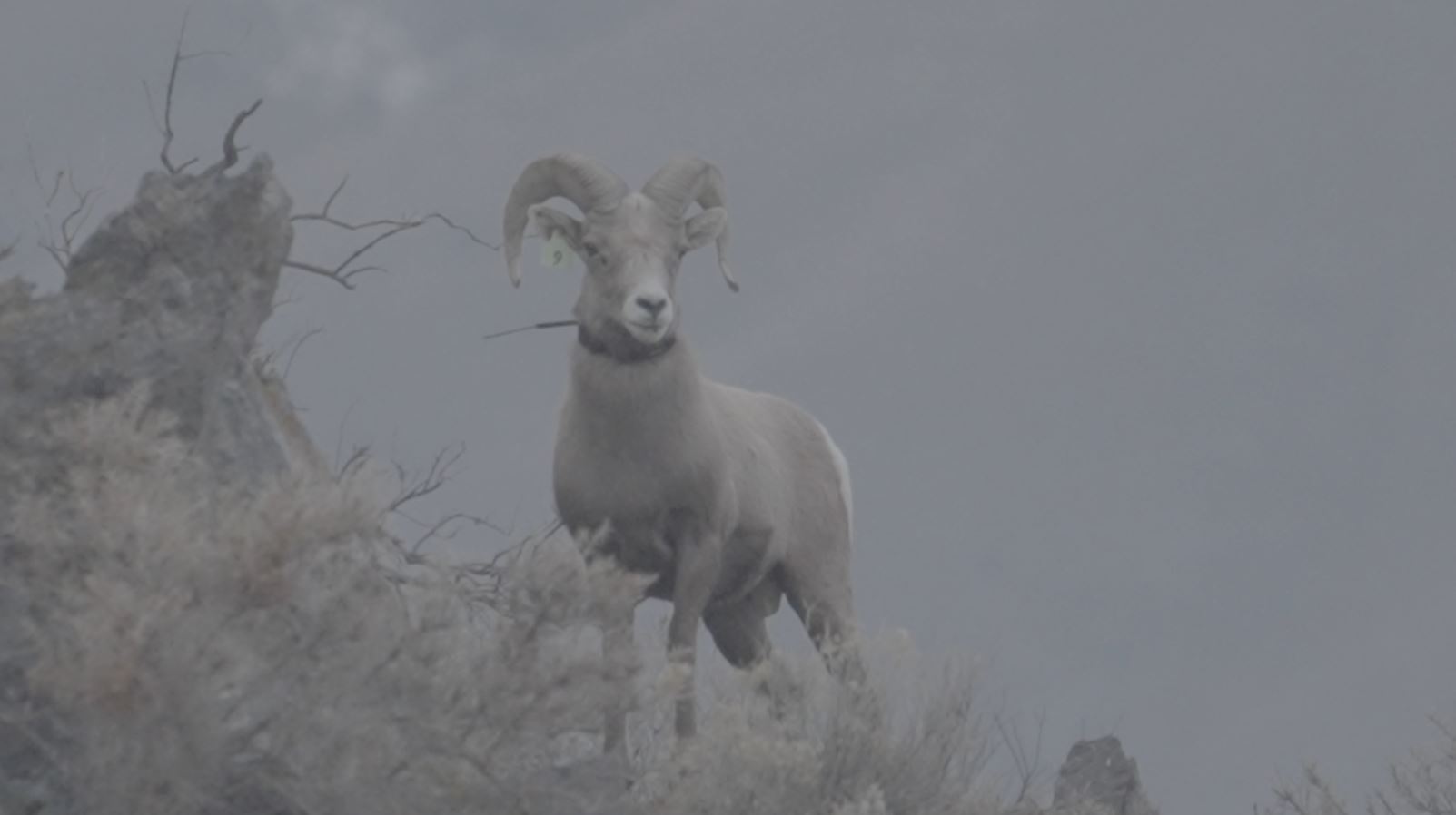 New Bighorn Nursery to Increase Utah's Sheep Populations