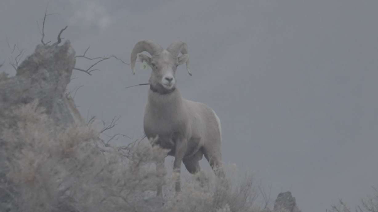 New Bighorn Nursery to Increase Utah's Sheep Populations