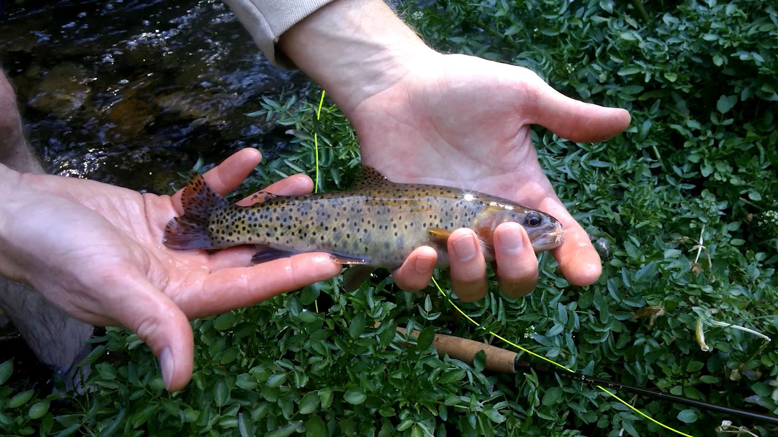 Future Conservation Projects Funded by the Utah Cutthroat Slam