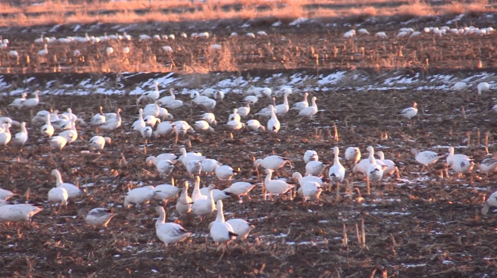 Utah Field Guide: Snow Geese