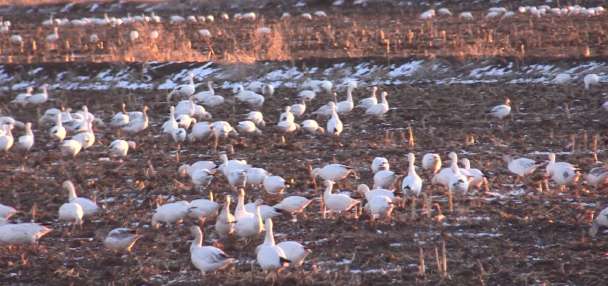 Utah Field Guide: Snow Geese