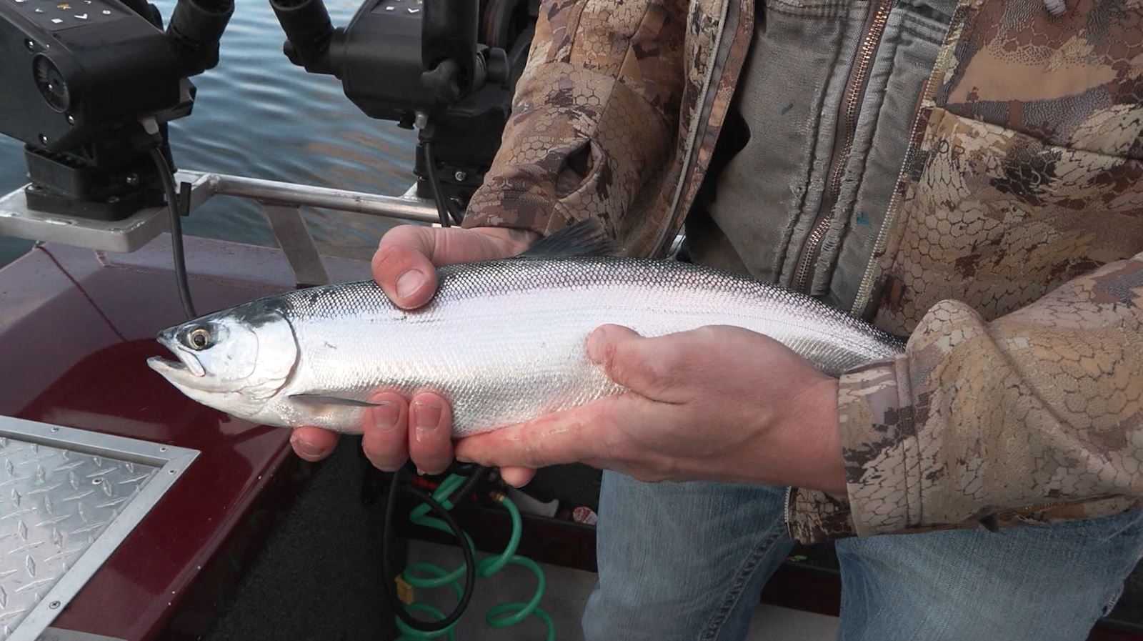 Kokanee Krew Outfitters Loads Up The Boat with Salmon at Strawberry Reservoir