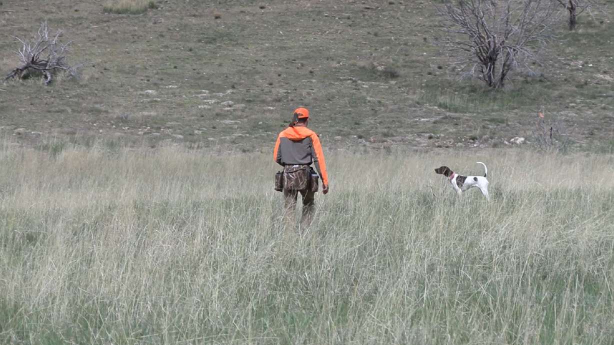 NSTRA Best of the West Dog Trials in Utah