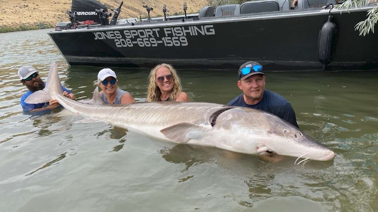 Field Guide: White Sturgeon