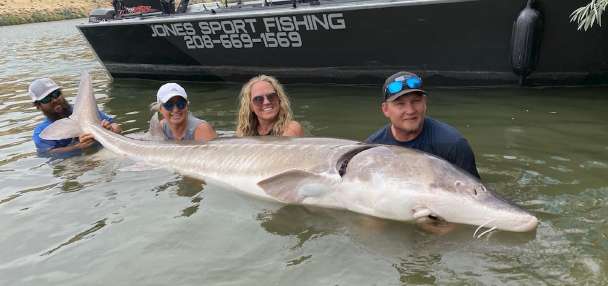 Field Guide: White Sturgeon