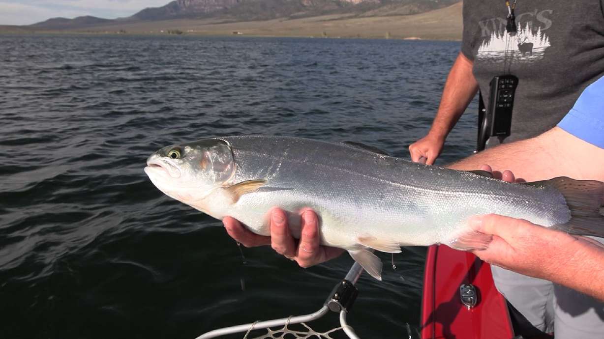 Catching Hard-Fighting Rainbow Trout at Otter Creek