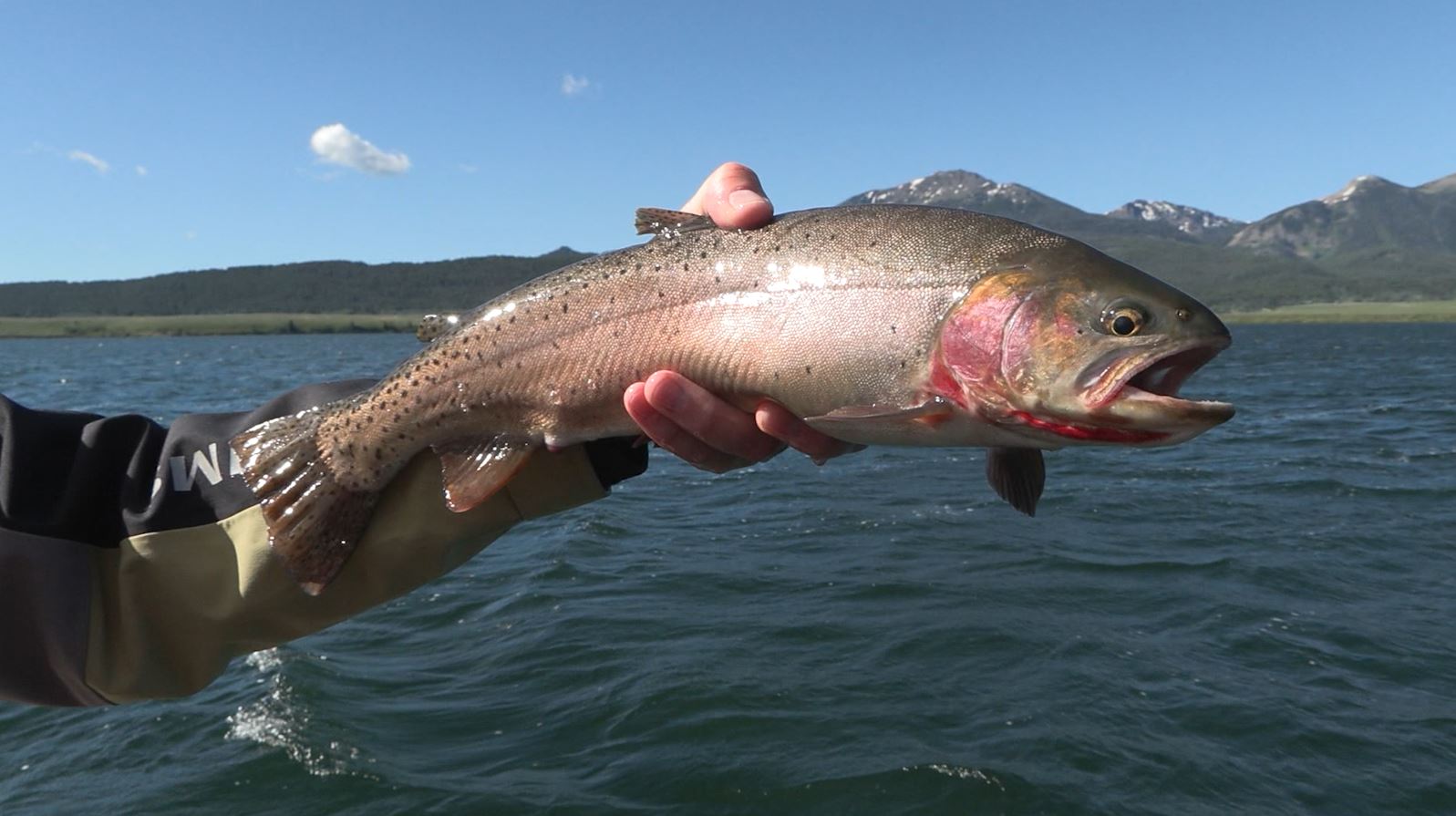 Fly Fishing Island Park, Idaho at Henry's Lake and Sheridan Lake