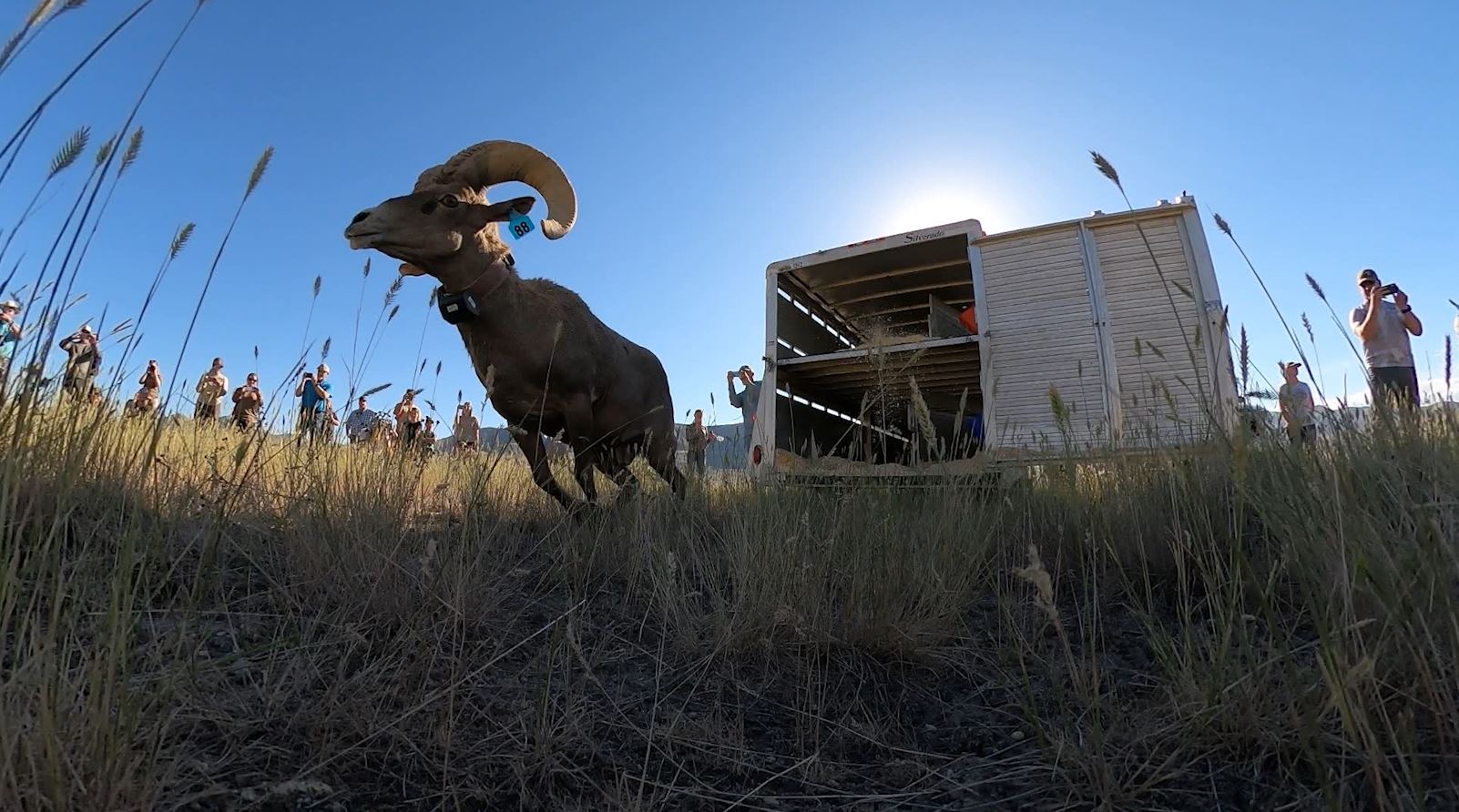 Bighorn Sheep Nursery Herd Increased with 2nd Transfer on Promontory