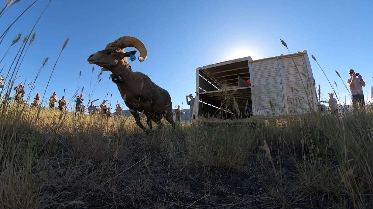Bighorn Sheep Nursery Herd Increased with 2nd Transfer on Promontory