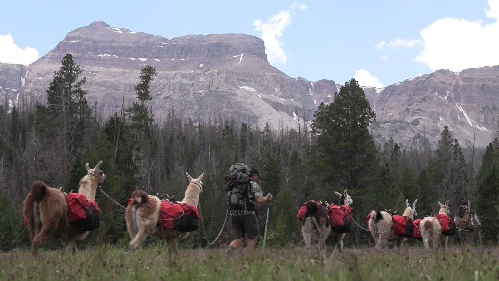 Backpacking and Fishing with Llamas in Utah's Uinta Mountains
