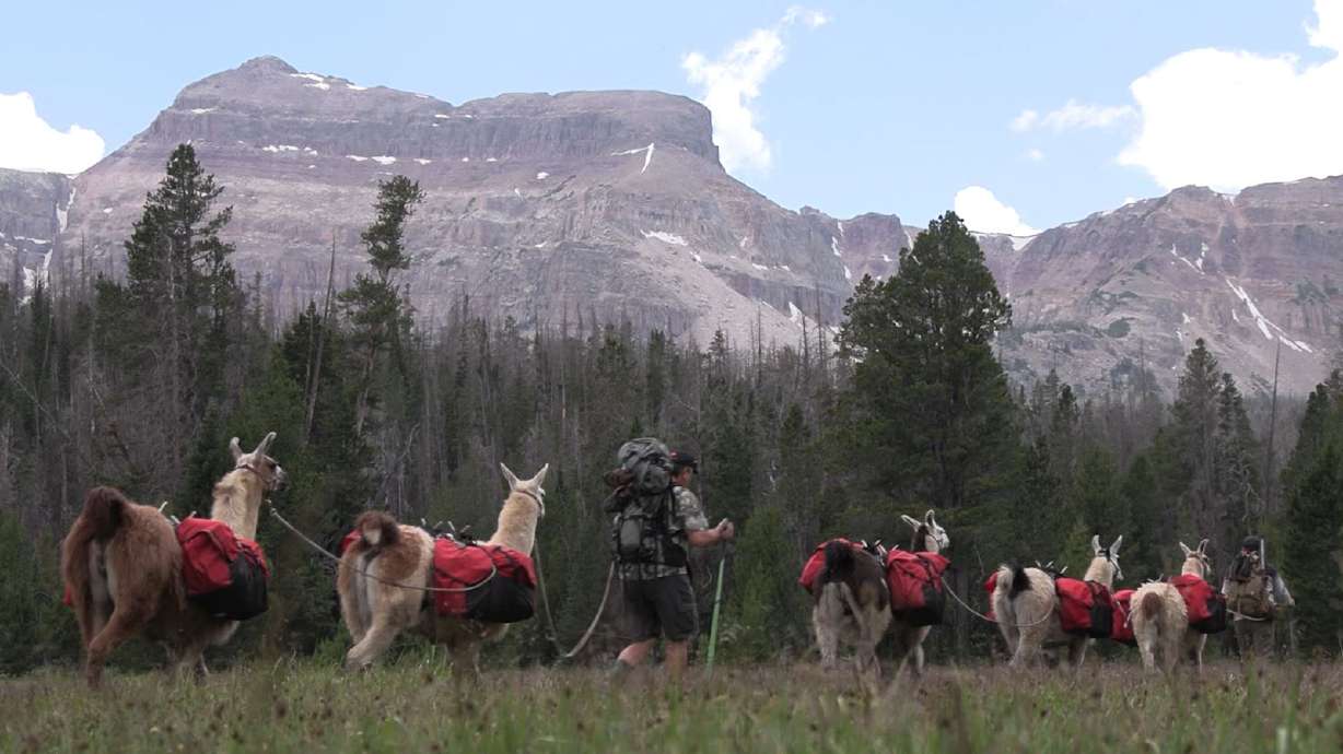 Backpacking and Fishing with Llamas in Utah's Uinta Mountains