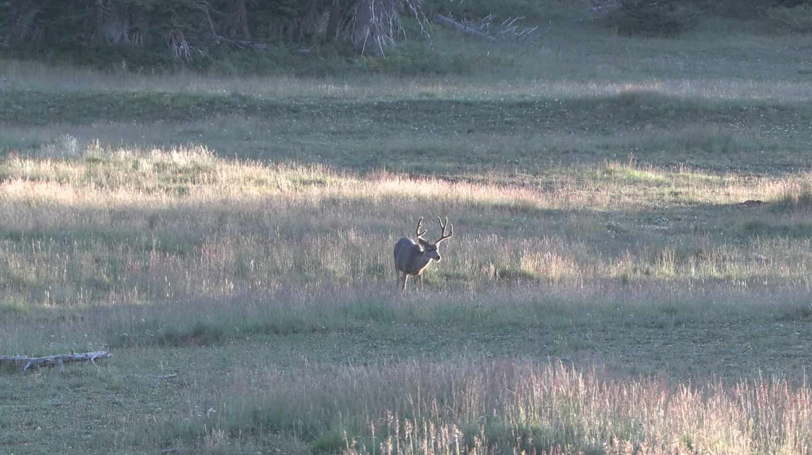 New Utah Statewide Deer Management Plan Approved