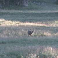 New Utah Statewide Deer Management Plan Approved