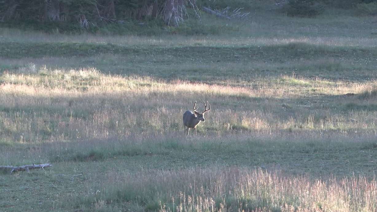 New Utah Statewide Deer Management Plan Approved