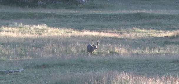 New Utah Statewide Deer Management Plan Approved