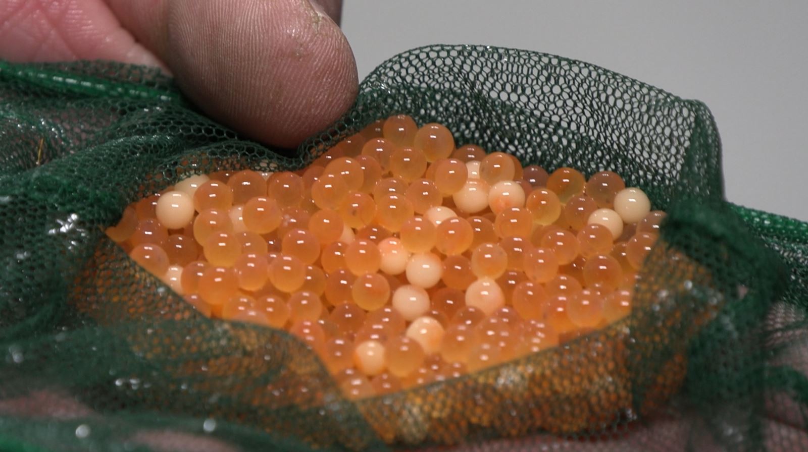 New Mantua Fish Hatchery Upgrade to Boost Utah Trout Populations