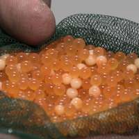 New Mantua Fish Hatchery Upgrade to Boost Utah Trout Populations