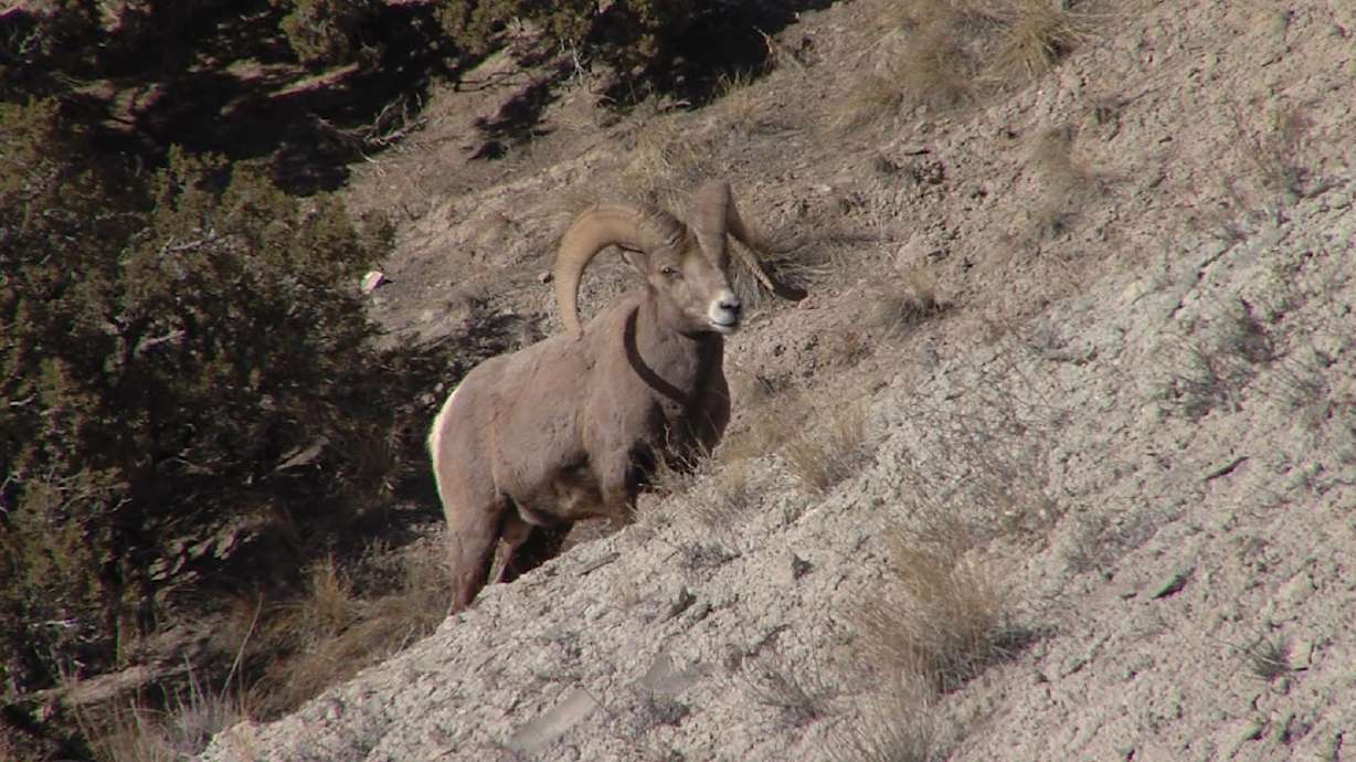 Bighorn Sheep | Utah Field Guide