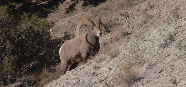 Bighorn Sheep | Utah Field Guide