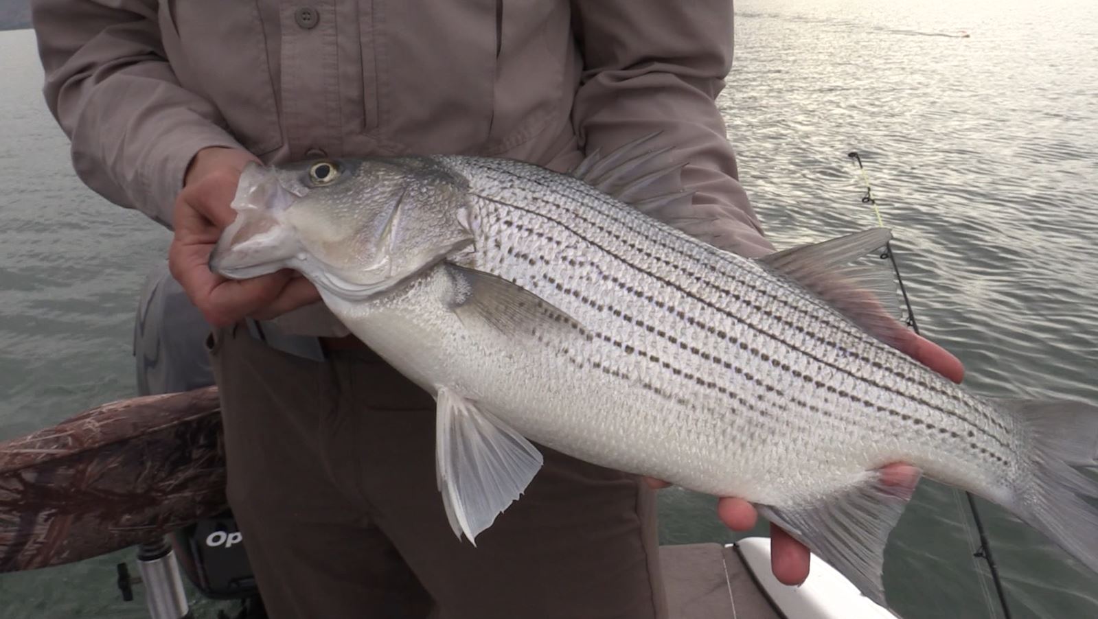 Wipers vs Stripers | Utah Field Guide