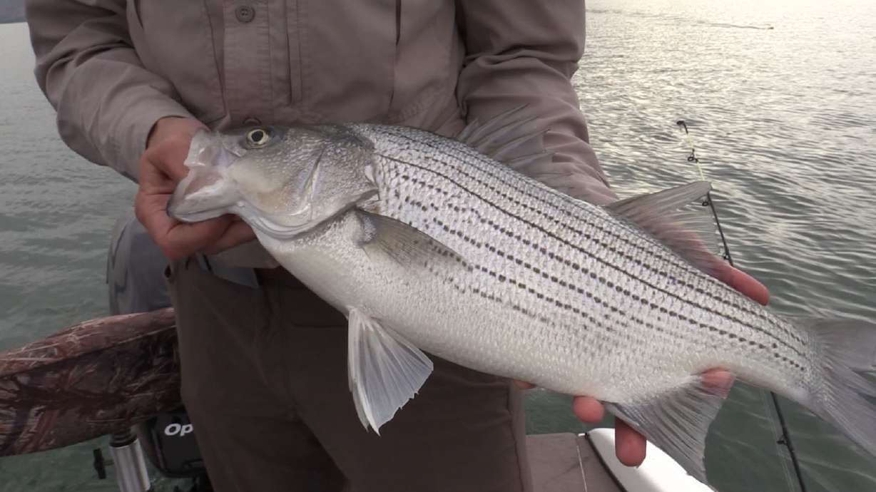 Wipers vs Stripers | Utah Field Guide