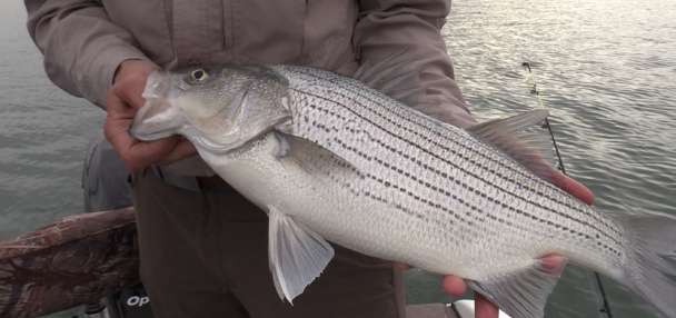 Wipers vs Stripers | Utah Field Guide
