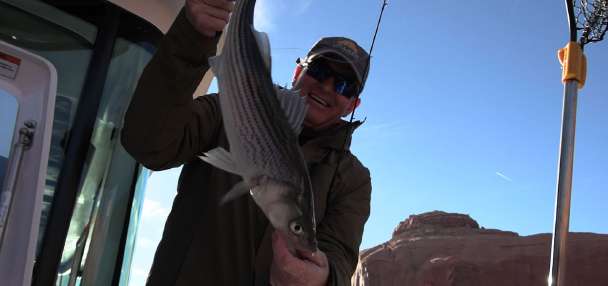 Striper Fishing Frenzy at Lake Powell with Uplake Adventures