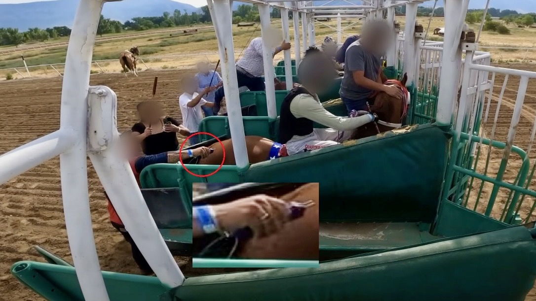 PETA charges that horses in races at Ogden track have been drugged, abused