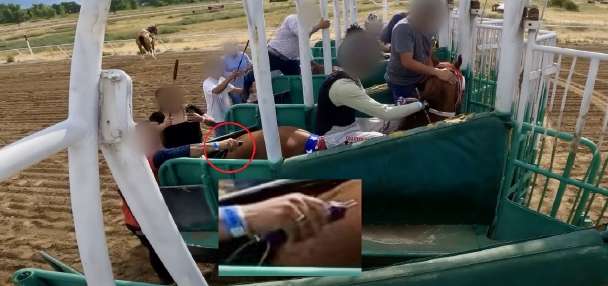 PETA charges that horses in races at Ogden track have been drugged, abused