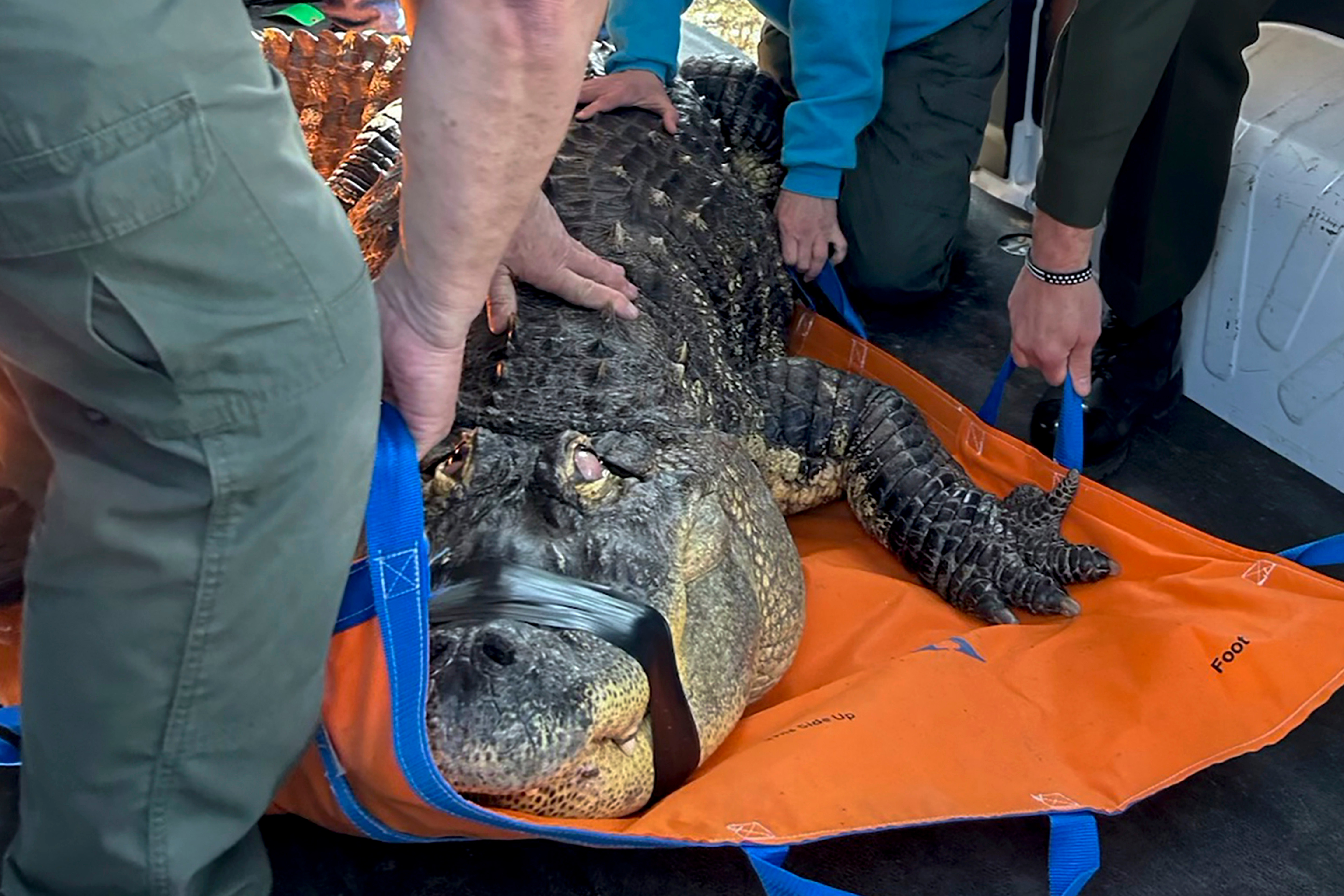 Officers secure an 11-foot alligator for transport on March 13, 2024, in Hamburg, N.Y. An upstate New York man who had his alligator seized after sharing a home for more than three decades has given up his court fight to get the reptile back.