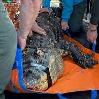 A Buffalo-area man ends his fight to reclaim Albert, his 12-foot alligator seized in 2024