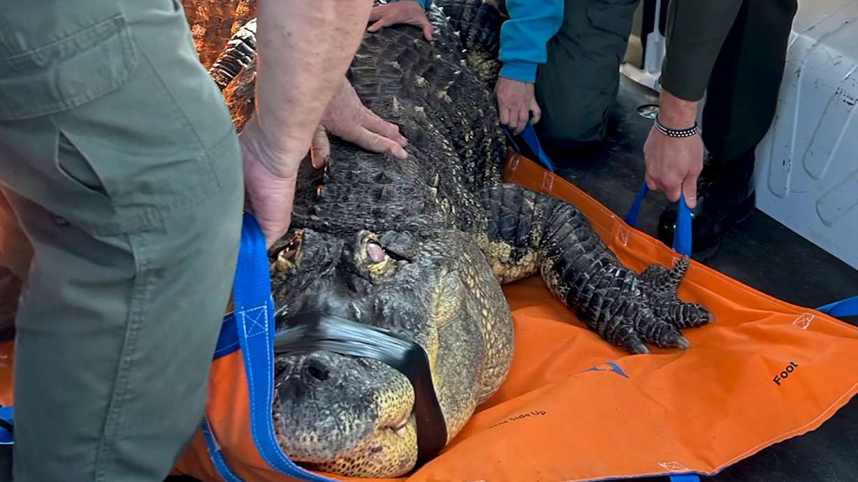 Officers secure an 11-foot alligator for transport on March 13, 2024, in Hamburg, N.Y. An upstate New York man who had his alligator seized after sharing a home for more than three decades has given up his court fight to get the reptile back.