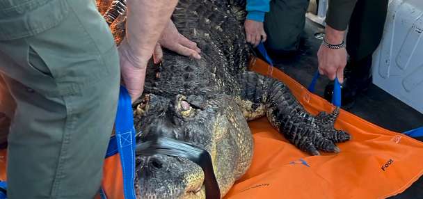 A Buffalo-area man ends his fight to reclaim Albert, his 12-foot alligator seized in 2024
