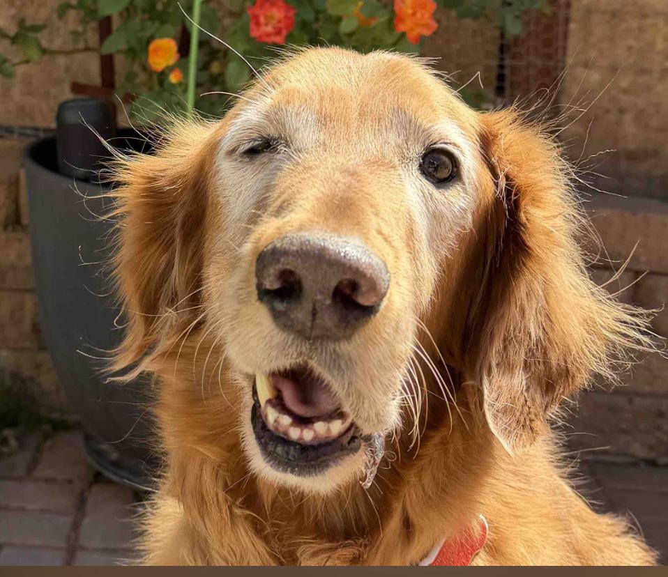 Utah community steps in to help golden retriever get her smile back