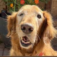 Utah community steps in to help golden retriever get his smile back