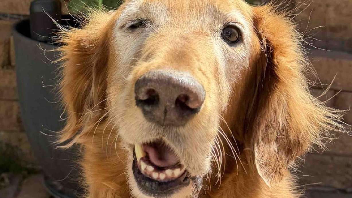 Oakely, an 8-year-old golden retriever from St. George that has Horner's syndrome. Benjamin Jones and Shaina Buccicardi said that even with all they have going on, they will do all they can to help "Baby Oakely" smile again.