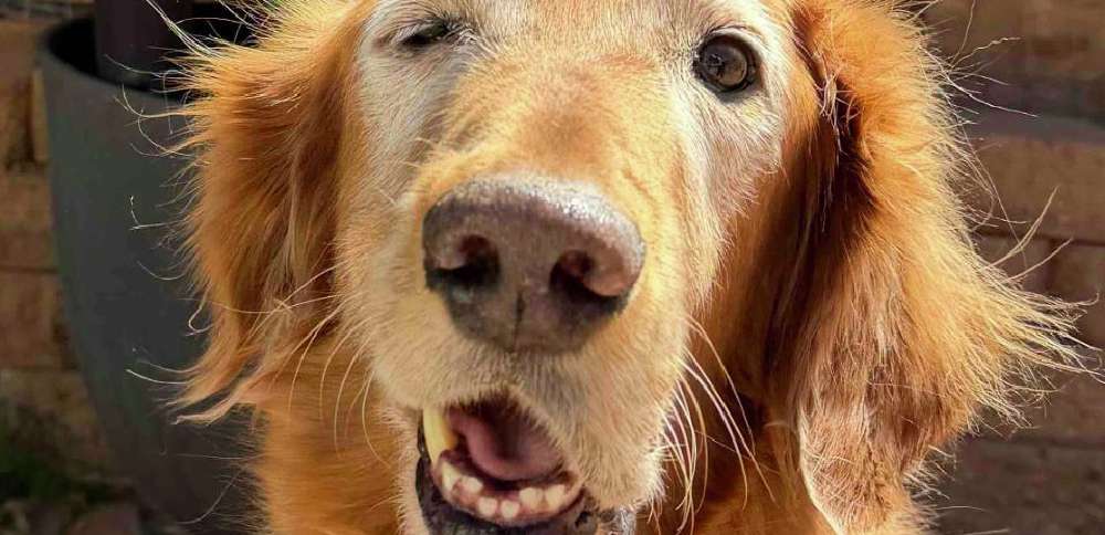 Utah community steps in to help golden retriever get her smile back