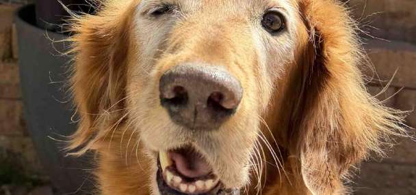 Utah community steps in to help golden retriever get his smile back