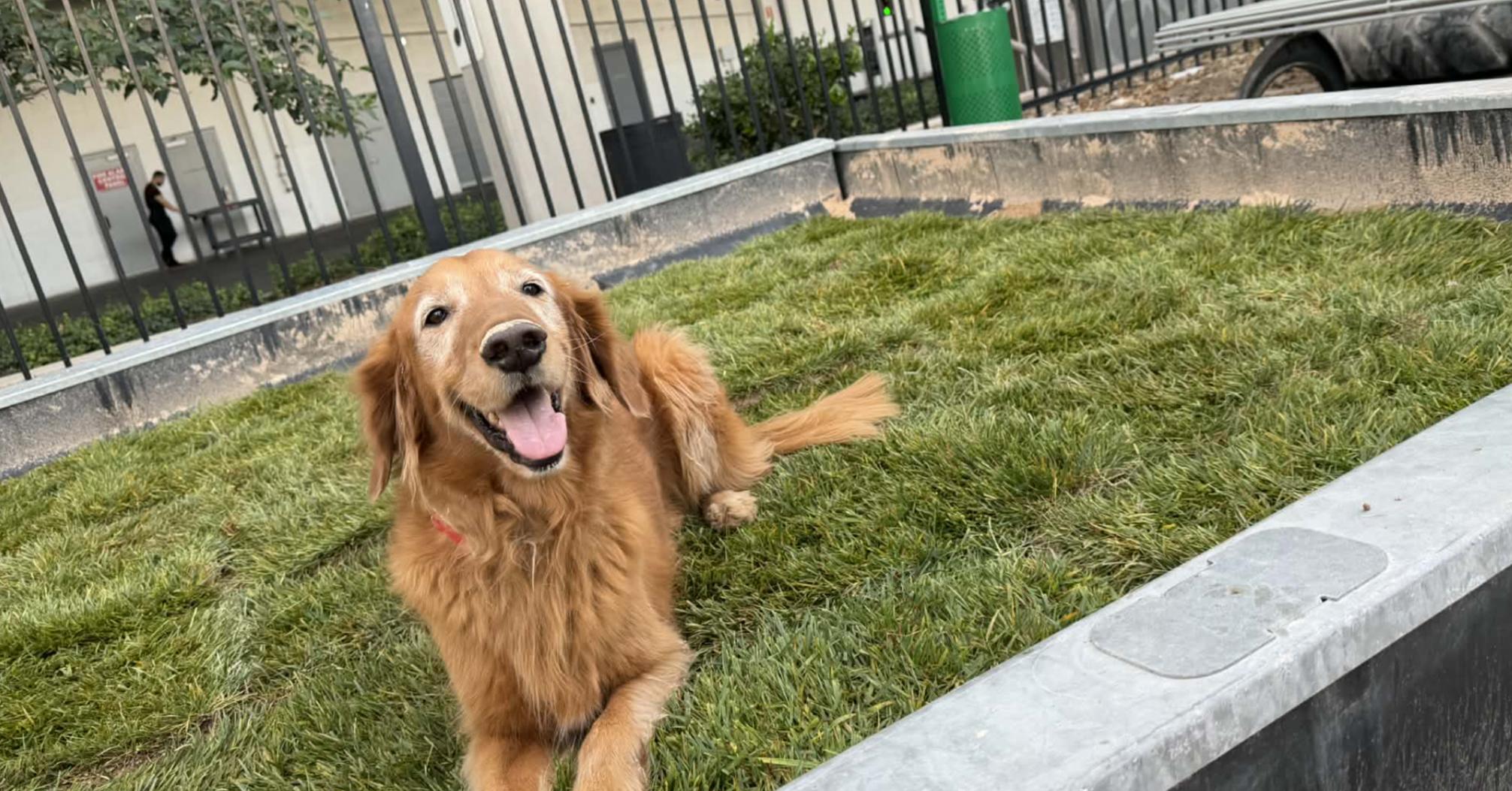 Oakely, an 8-year-old golden retriever in St. George, is experiencing Horner's syndrome. Her owners, Benjamin Jones and Shaina Buccicardi, learned about their dog's condition just weeks before their wedding. They said that even with all they have going on, they will do all they can to help "Baby Oakely" smile again.