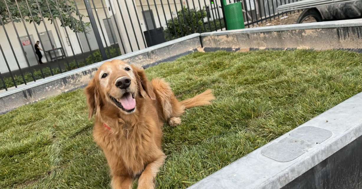 Oakely, an 8-year-old golden retriever in St. George, is experiencing Horner's syndrome. Her owners, Benjamin Jones and Shaina Buccicardi, learned about their dog's condition just weeks before their wedding. They said that even with all they have going on, they will do all they can to help "Baby Oakely" smile again.